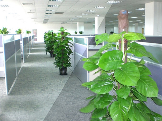 宁波什么植物适合放办公室