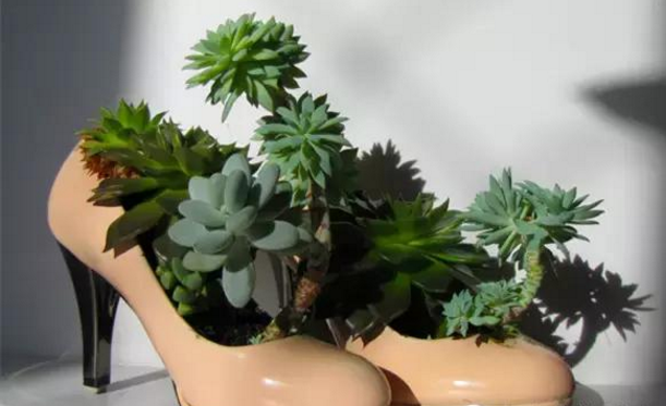 宁波多肉植物的配盆，个性化花盆选择！