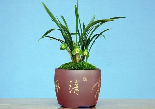 宁波盆花浇水的进阶技能，你知道多少？