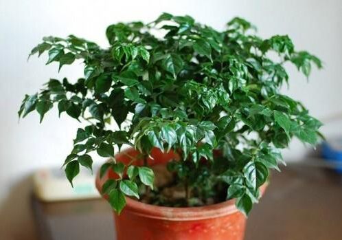 宁波如何正确清洗植物租摆的叶片？