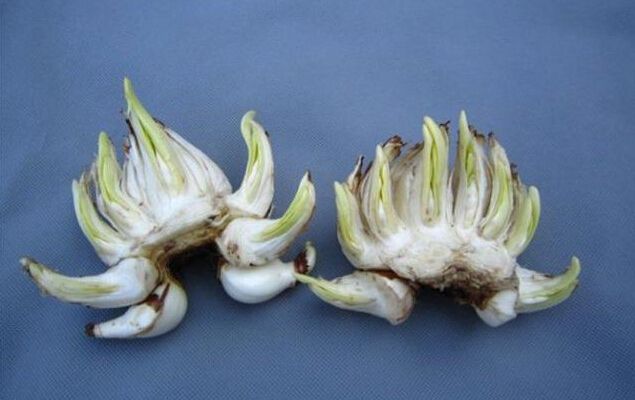 宁波如何选购水仙鳞茎，养好花从买花开始！