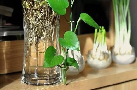 宁波水培的花卉怎样养才不烂根呢？