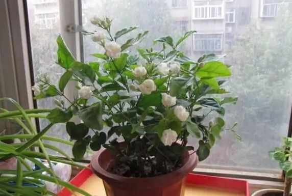 宁波刚买回来的植物没多久就挂了为啥？
