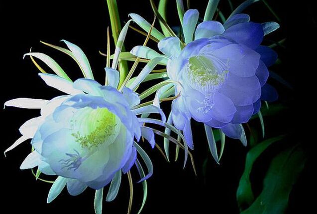 宁波昙花为什么多在夜间开放？
