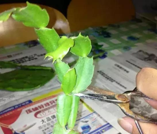 宁波学会修剪，蟹爪兰才能花开不断！