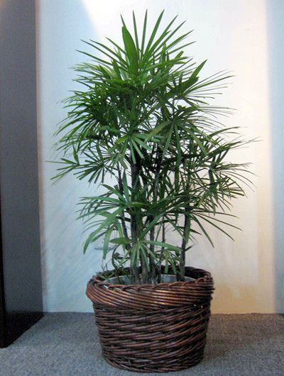 宁波棕竹的种植方面与注意事项