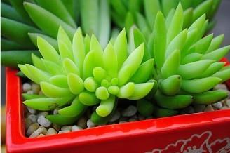 宁波如何挽救烂根的多肉植物?