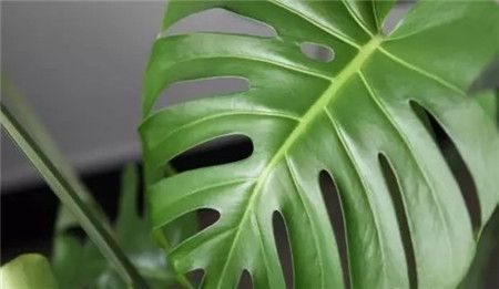 宁波既好看又吸毒的的绿植物花卉租摆汇总
