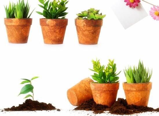 宁波如何给你的盆栽花卉绿植租摆土壤消毒