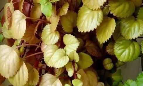 宁波客厅里放盆吸烟植物，再也不怕二手烟