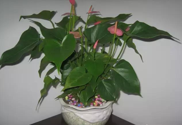 宁波如何才能把粉掌养好？