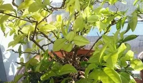 宁波双色茉莉花叶子发黄掉落怎么回事？