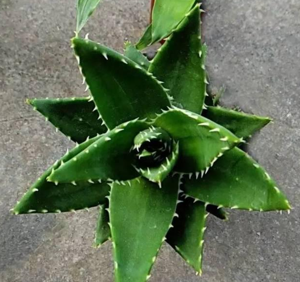 宁波如何选择天然的植物“加湿器”