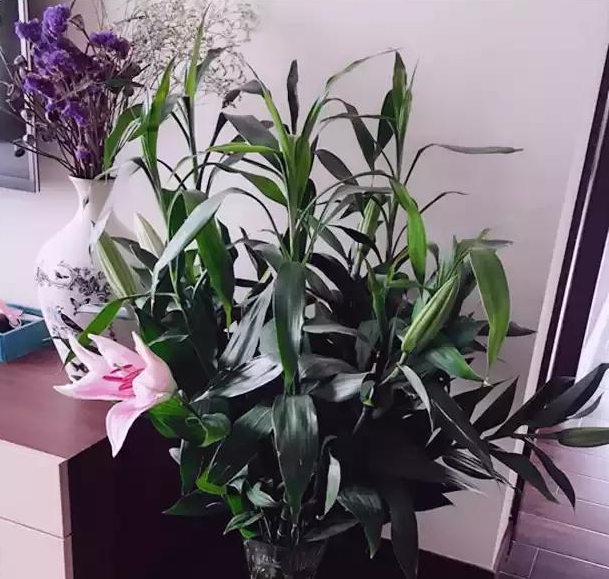 宁波怎么解决水养富贵竹叶子发黄问题