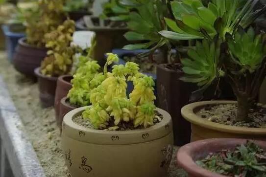 宁波什么花总是养不活，因为你忽略了这些细节