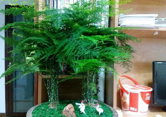 宁波文竹浇白糖水可以让它长得更绿、更茂盛，真的假的？