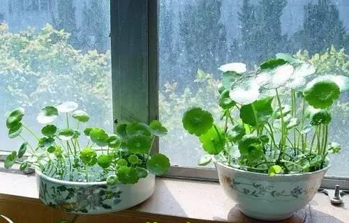 宁波铜钱草越冬应该怎么养？