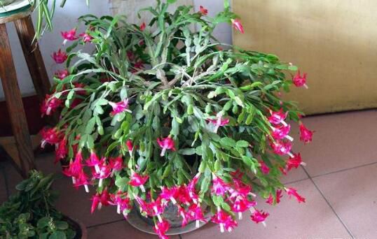 宁波松分辨蟹爪兰、假昙花、令箭荷花、仙人指