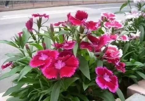 宁波学会给花浇水时学会养花开始的步