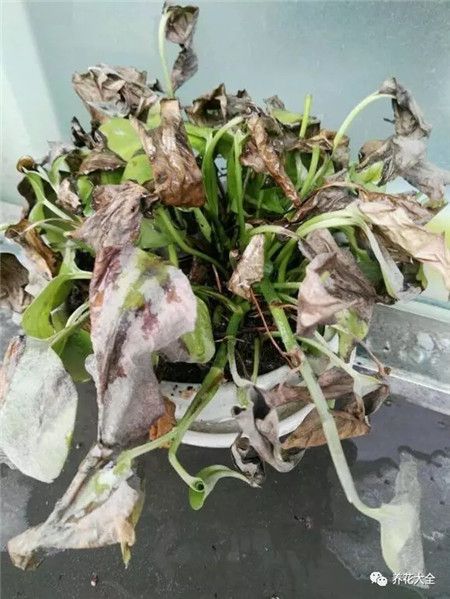 宁波快死的绿萝别扔，1分钟让它起死回生