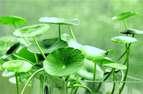 宁波铜钱草用什么土养更好