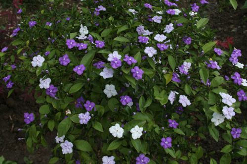 宁波双色茉莉花叶子发黄是怎么回事