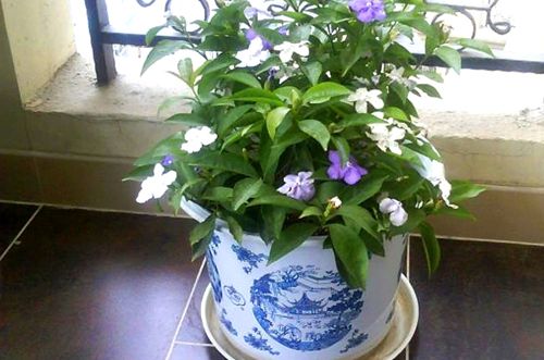 宁波双色茉莉为什么不开花