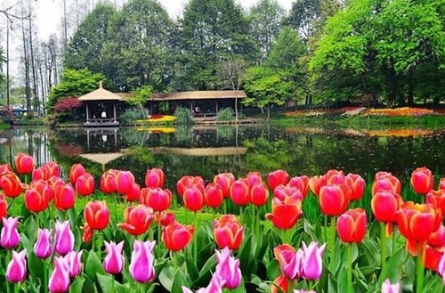 宁波适合公园种植的花草绿植有哪些
