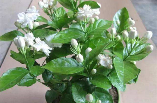 宁波茉莉花生虫是什么原因？