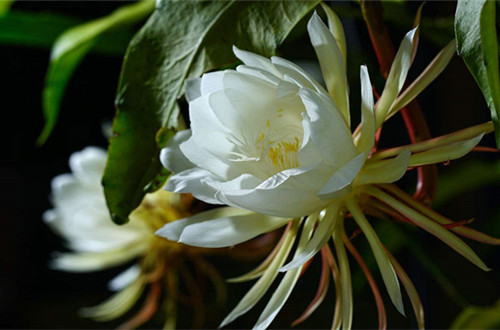 宁波昙花怎么扦插
