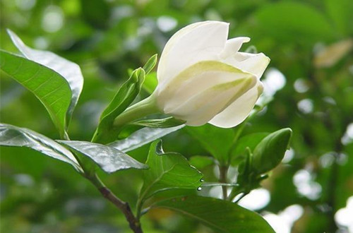 宁波刚买的栀子花一直掉花苞是什么原因？