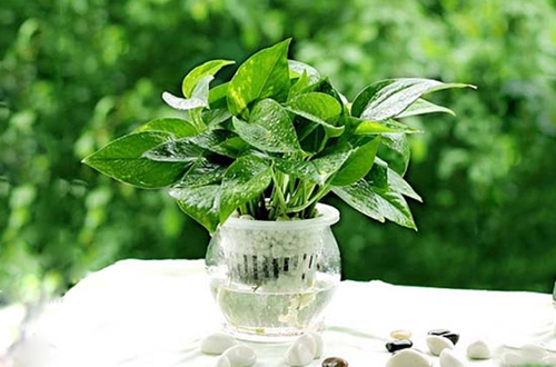 宁波水培植物多久换一次水及水的深度拿捏?