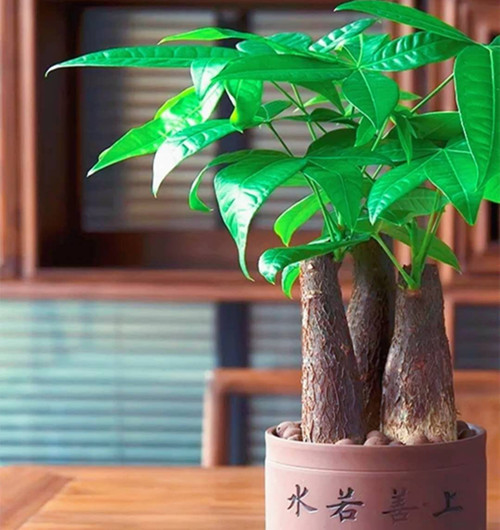 宁波最全的发财树盆栽养护宝典！