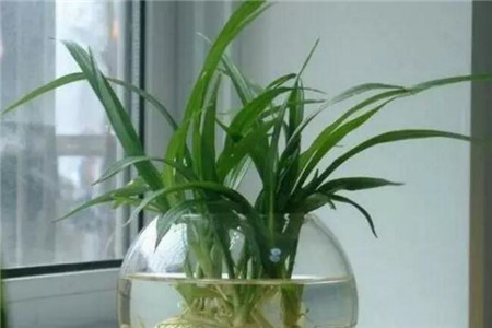 宁波水培植物为什么总是黄叶子？