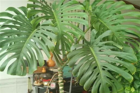 宁波吸甲醛、吸灰尘、吸毛絮更猛的植物有哪些？