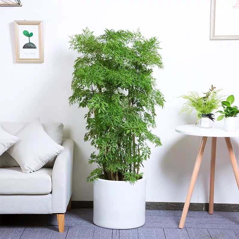 宁波福禄桐