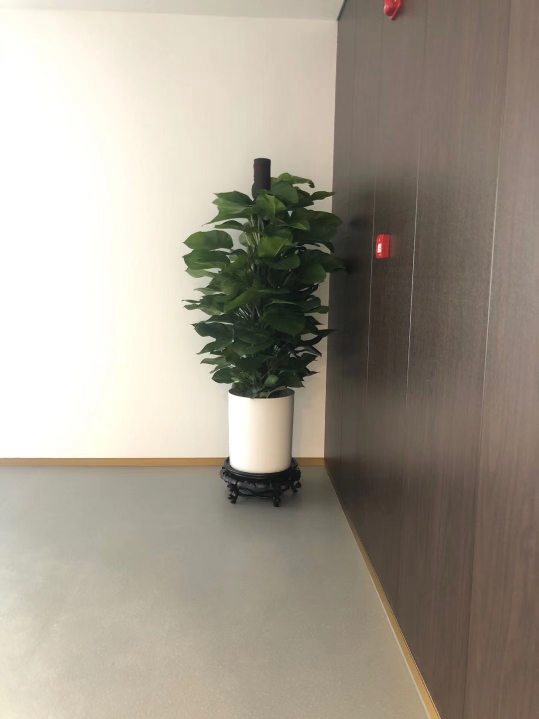 宁波绿萝