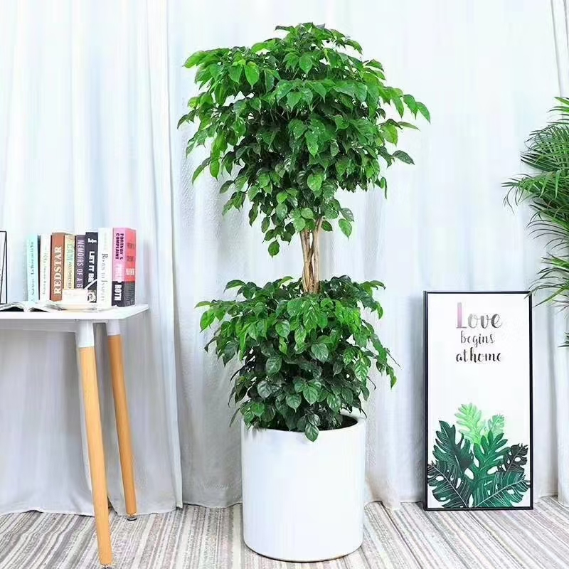宁波绿宝树