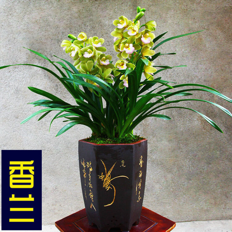 宁波兰花