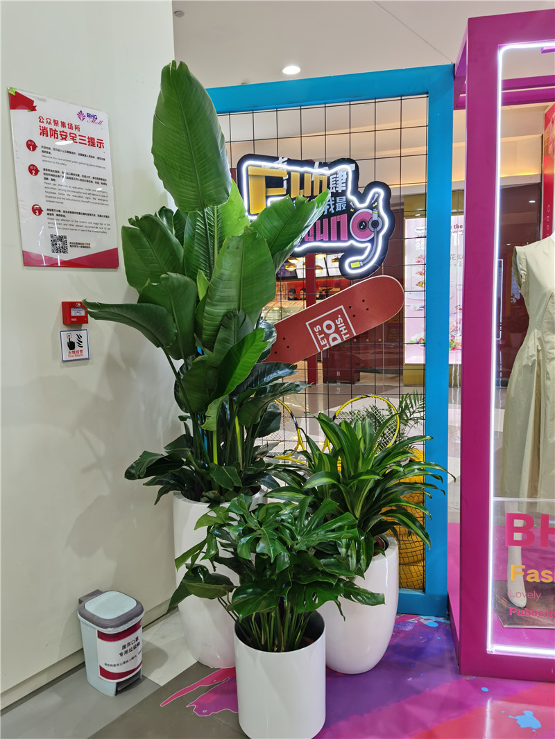 宁波花卉组合