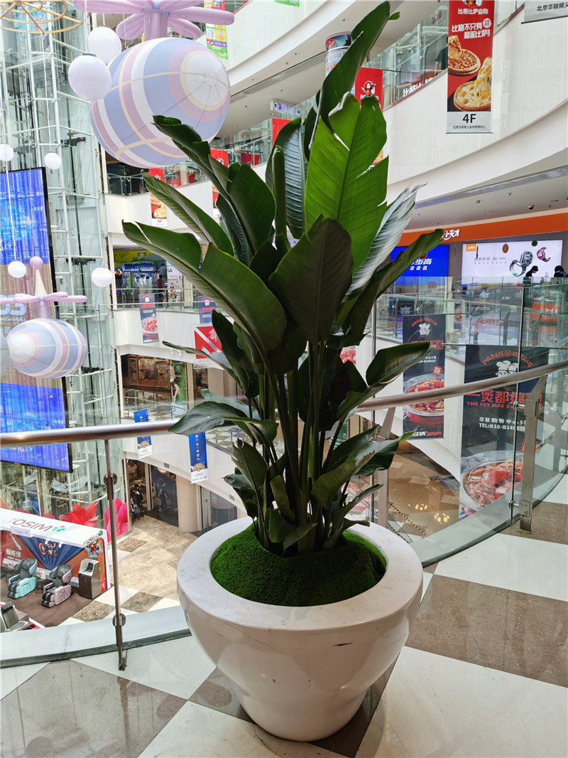 宁波花卉组合