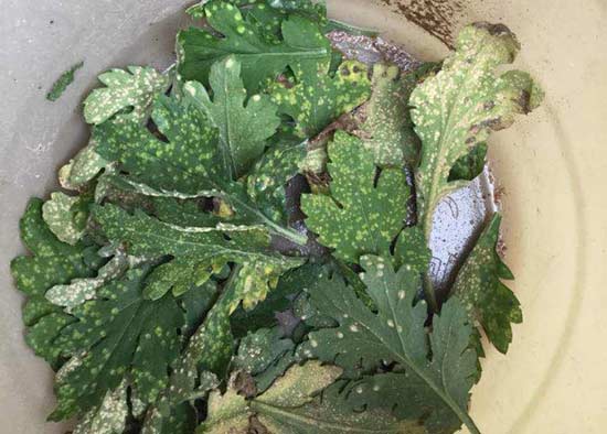 宁波菊花得了白锈病怎么治？