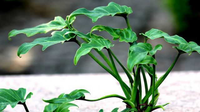 宁波观叶植物怎么修剪？