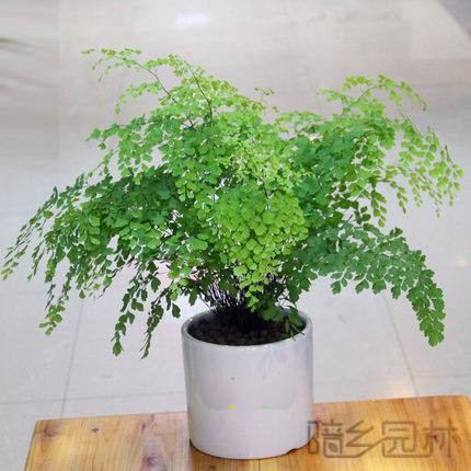 宁波绿植租赁-铁线蕨