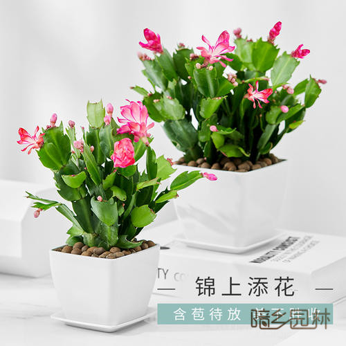 宁波花卉租摆-蟹爪兰