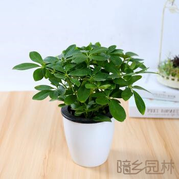 宁波绿植租赁-鸭脚木