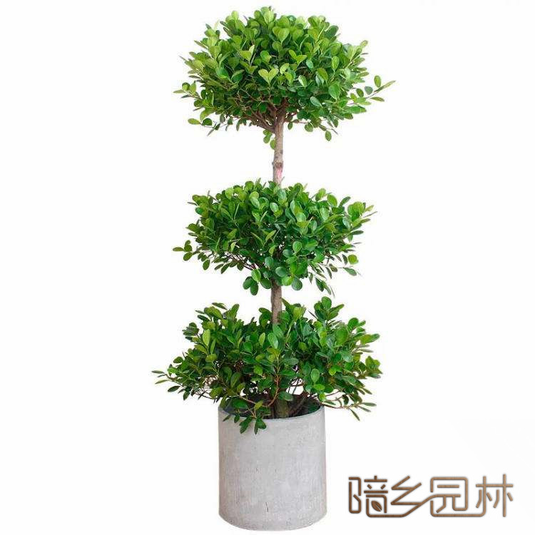 宁波绿植租赁-摇钱树