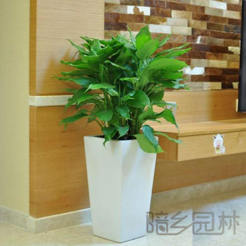 宁波绿植租赁 -万年青
