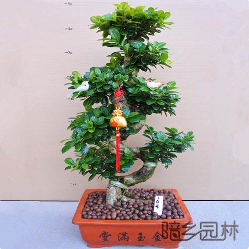 宁波绿植租赁-摇钱树盆景