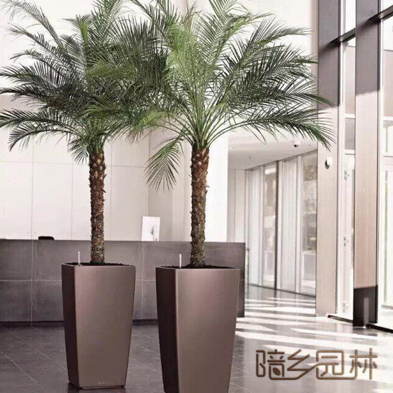 宁波绿植租赁-针葵